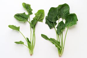 海浜幕張で気軽に楽しめる大衆酒場！「ムロヒガシ」の魅力と店舗情報