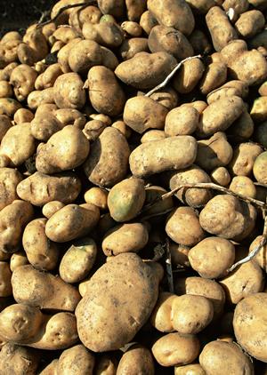 包丁にこだわりを持っている人に最適