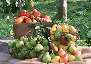 和菓子をお土産に買うなら六本木のお店