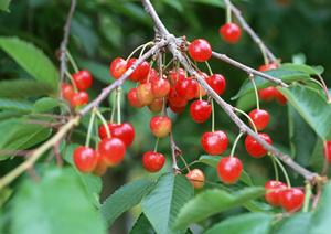 福岡県庁前店｜ピザポケットの重要な情報と魅力解説