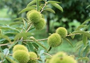 渋谷のシェイクシャックで味わう、アメリカンバーガーの真髄