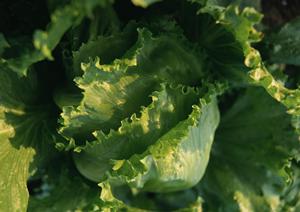 秋葉原で新鮮な海の幸と活気あふれる磯焼きを楽しむ！磯丸水産 秋葉原店の魅力と店舗情報