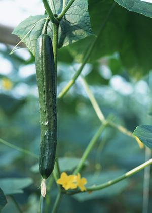 伝説のすた丼屋 大宮東口店の詳細と魅力に迫る！埼玉のご馳走グルメスポット