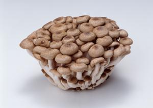 酵素と断食の健康効果を解説！効果的な方法と注意点を徹底解説