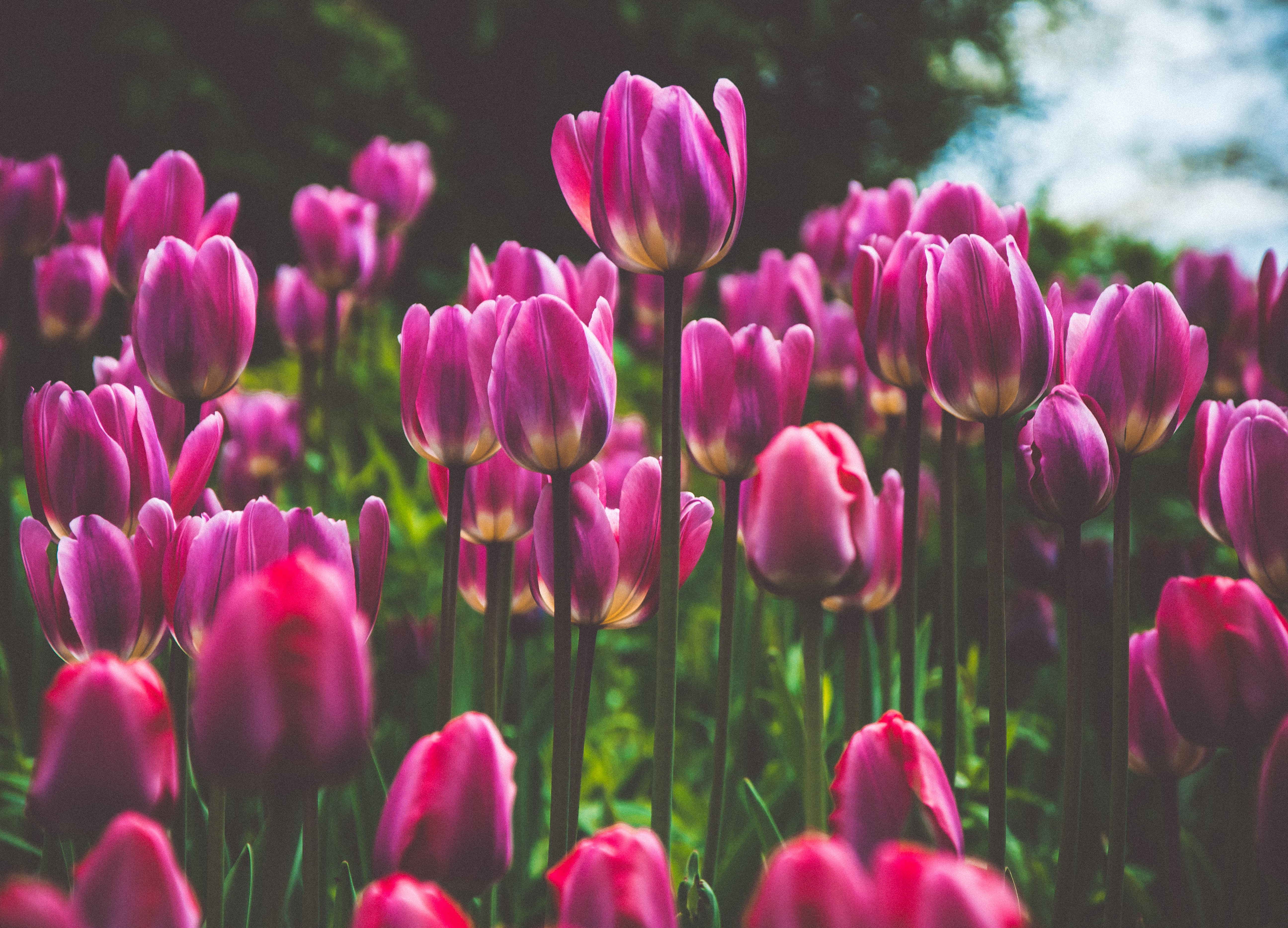 おすすめの美味しいもの情報